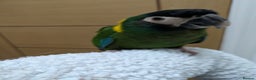 Macaws birds for sale: Golden collard Macaw Yellow collard Macaw  - Advert 22
