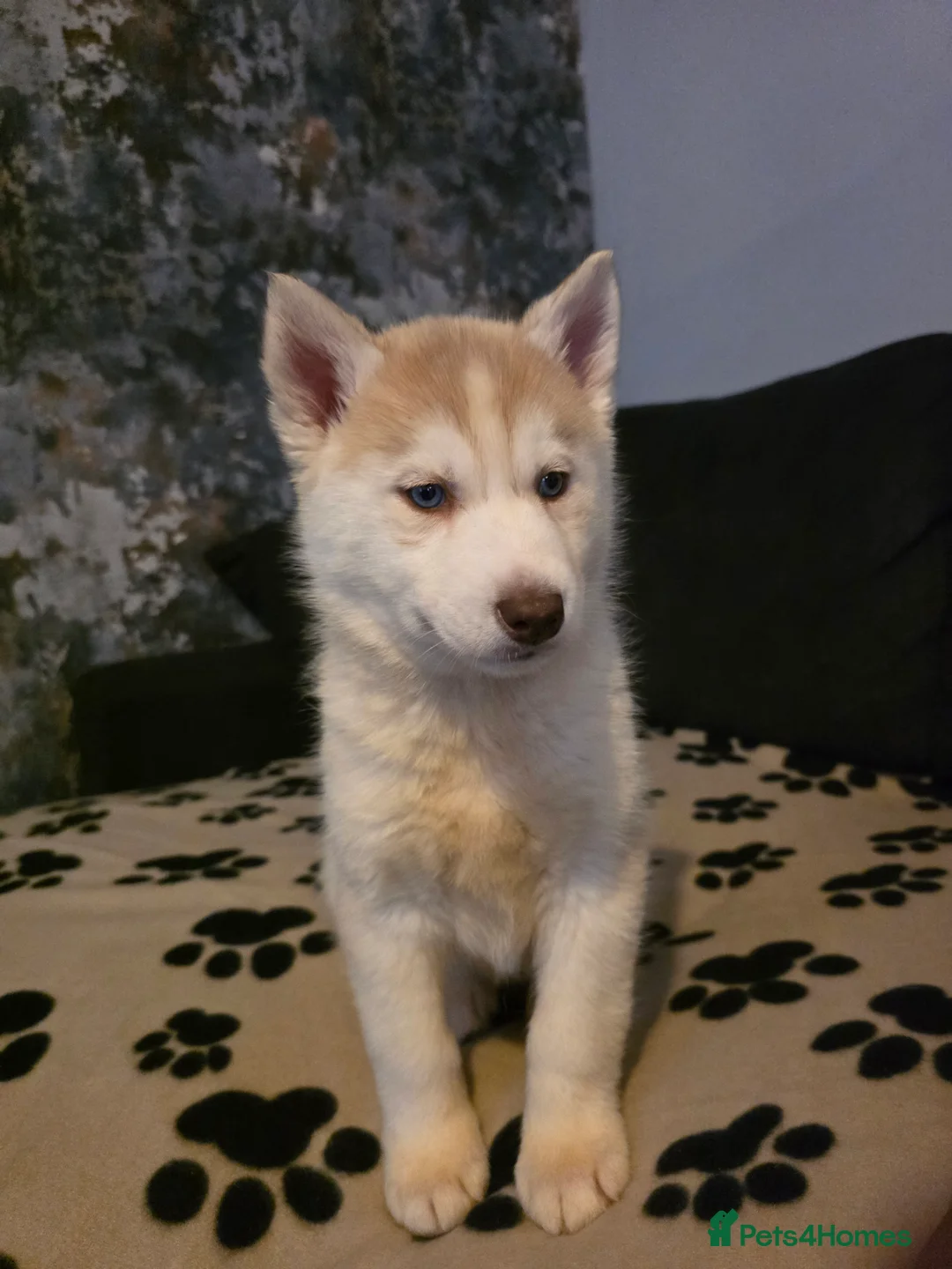 Siberian Husky dogs for sale: Siberian Huskies 1 girl available - Advert 2