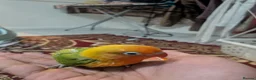 Lovebirds birds for sale: Hand Tamed Baby Love Birds🦜 in Ruislip - Advert 2
