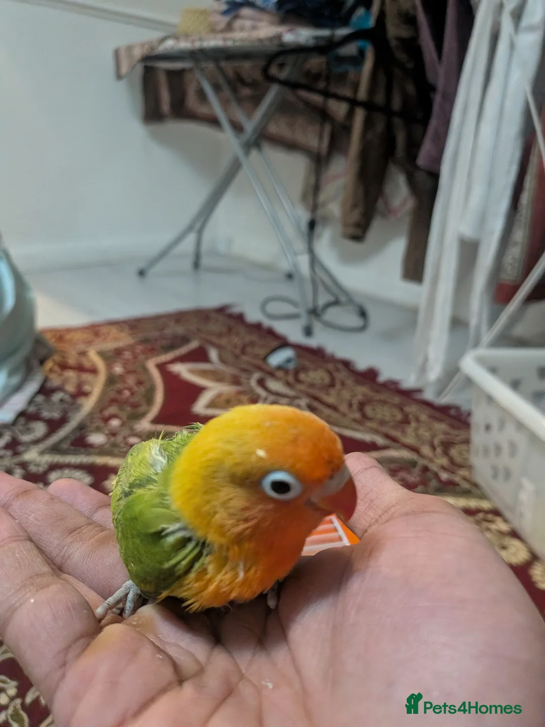 Lovebirds birds for sale: Hand Tamed Baby Love Birds🦜 in Ruislip - Advert 2