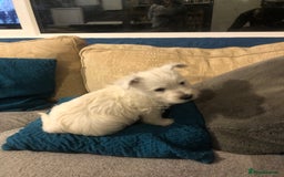 West Highland Terrier dogs for sale: Beautiful west highland puppies for sale - Image 15