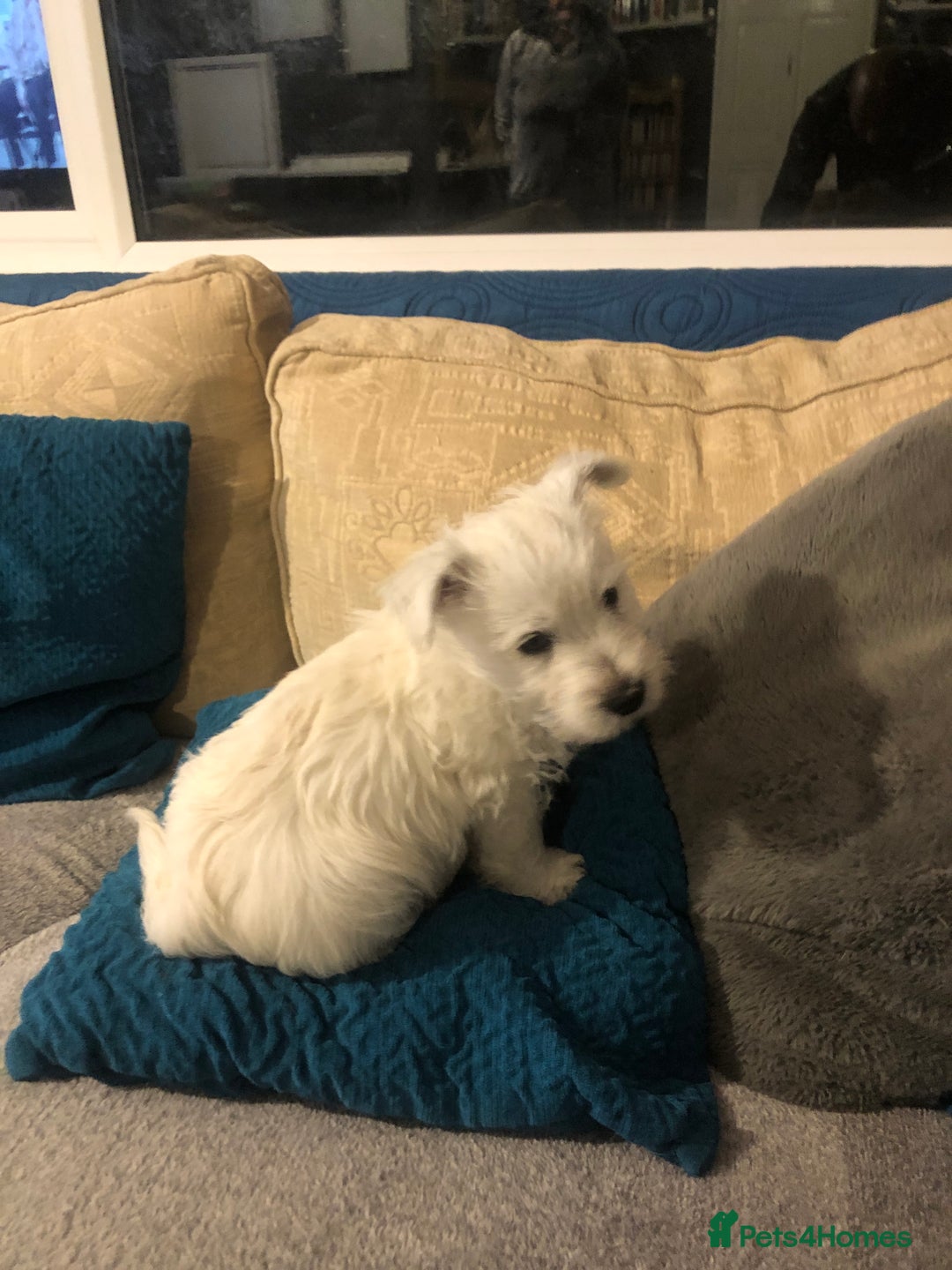 West Highland Terrier dogs for sale: Beautiful west highland puppies for sale - Image 15