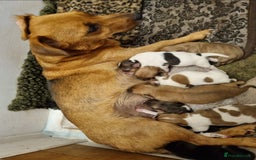 Jack Russell dogs for sale: 8 beautiful Jack Russell puppies 5 boys 3 girls - Image 1