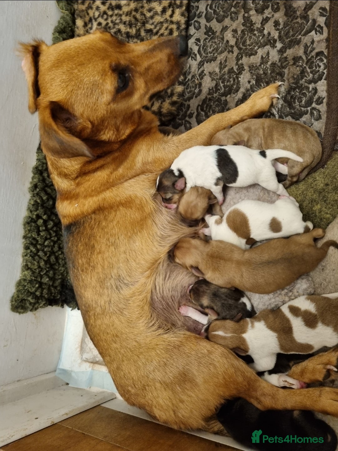 Jack Russell dogs for sale: 8 beautiful Jack Russell puppies 5 boys 3 girls - Image 1