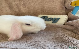 Mini Lop rabbits for sale: Friendly mini lop babies ready 14 August - Image 17