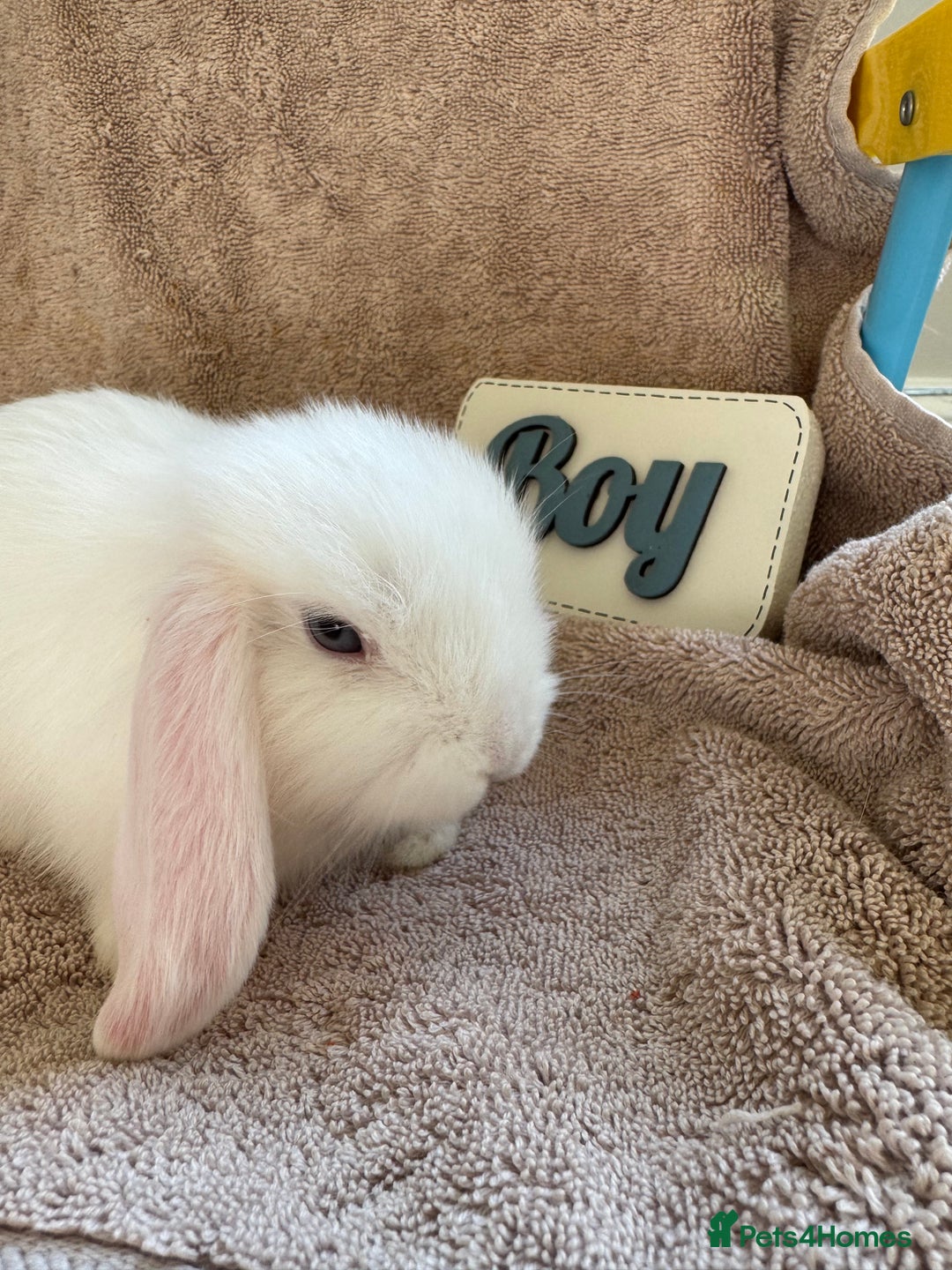 Mini Lop rabbits for sale: Friendly mini lop babies ready 14 August - Image 17