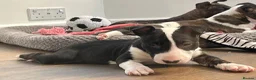 English Bull Terrier dogs for sale: KC registered English Bull Terrier Puppies - Advert 3