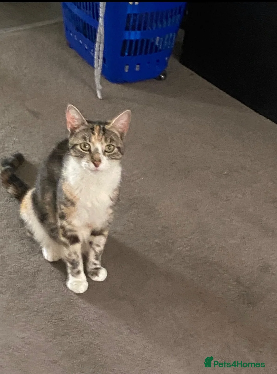 Mixed Breed cats for sale: Beautiful kitties - Advert 30