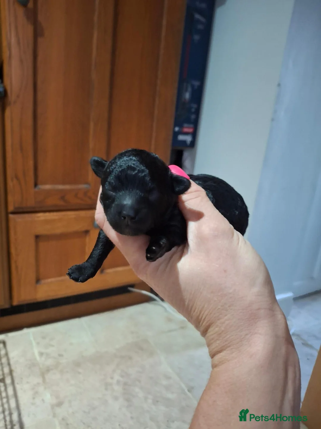 Toy Poodle dogs for sale: 2 very cute Russian toy poodle pups kc registered  - Advert 3