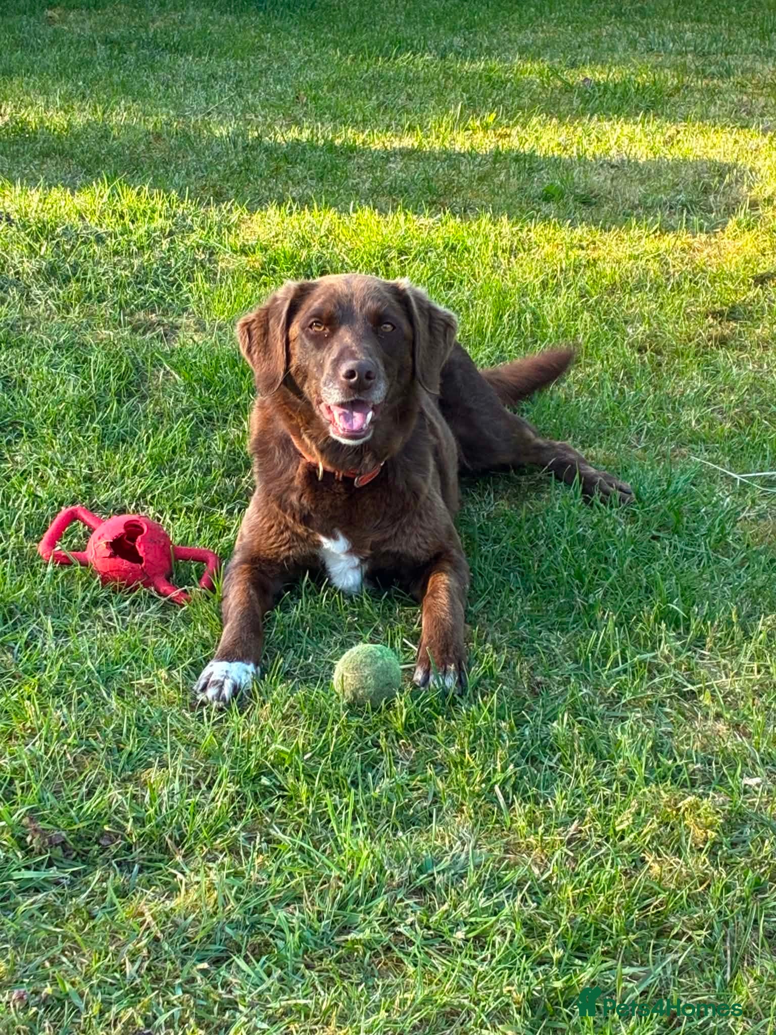 Borador dogs Beautiful Collie x Labrador Girl  - Advert 5