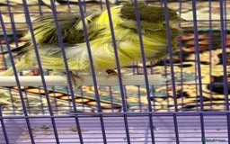 Canaries birds for sale: Persian canary - Image 4