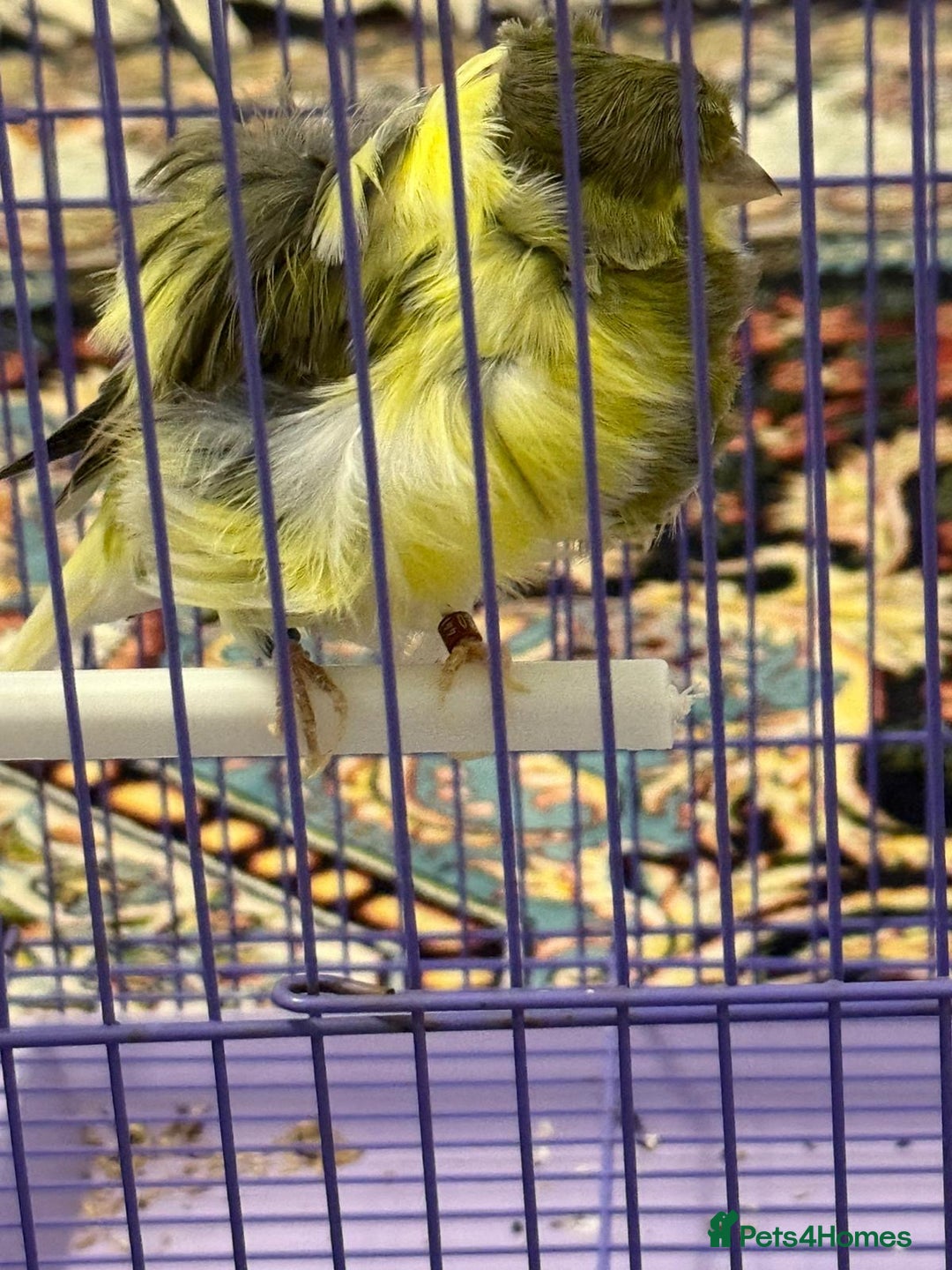 Canaries birds for sale: Persian canary - Image 4