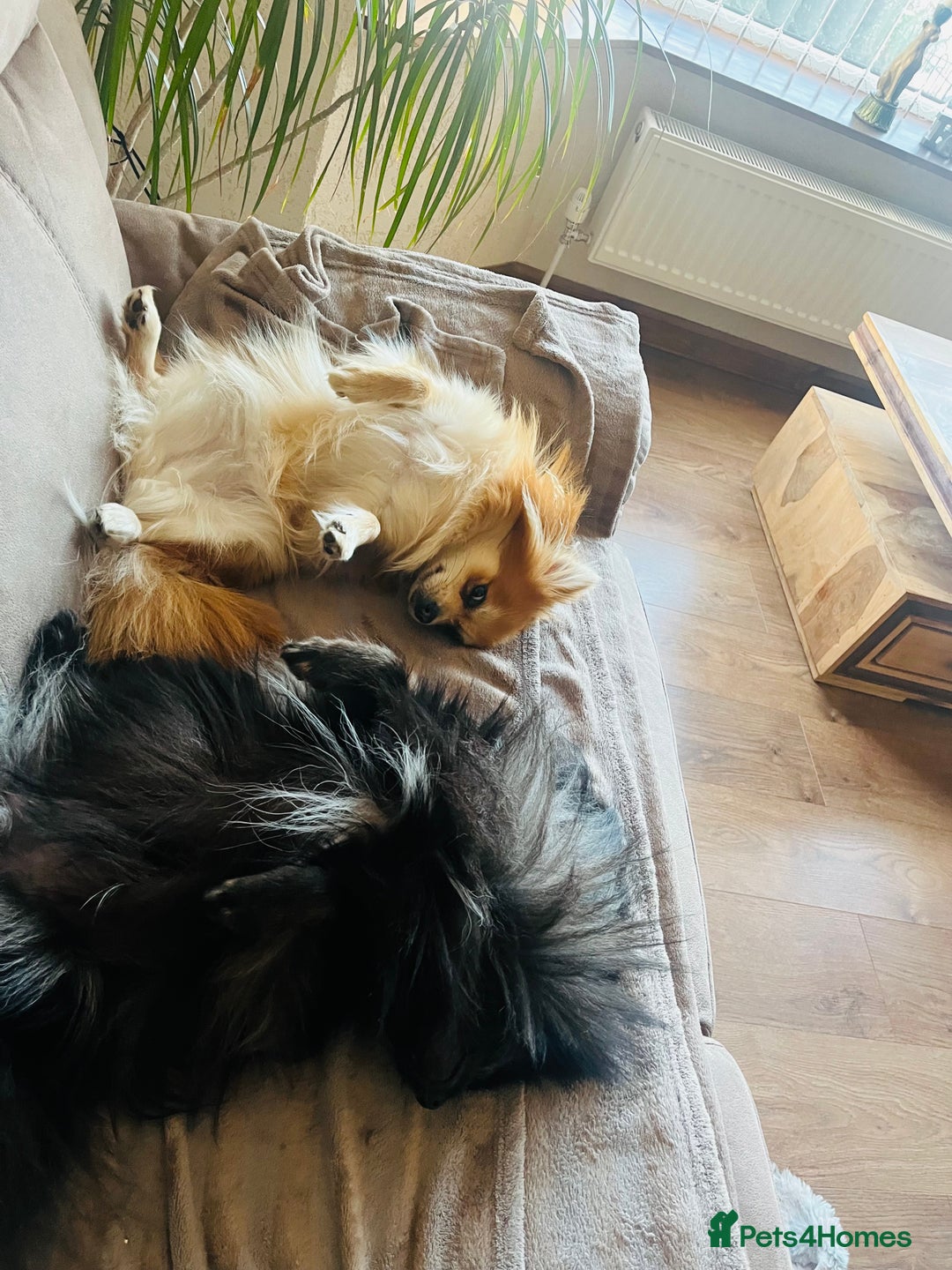 Pomeranian dogs for sale: ⭐️ 2x Pomeranian Boys ⭐  - Advert 9