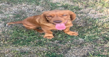 Cocker Spaniel dogs - Advert 14