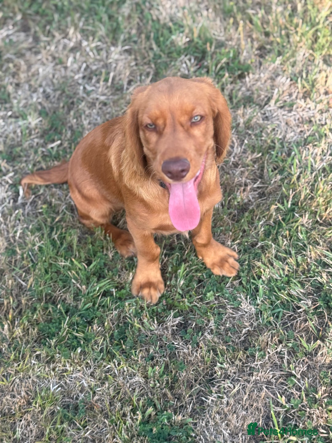Cocker Spaniel dogs for sale: Stunning Cocker Spaniel KC Male 5 months old  - Image 3