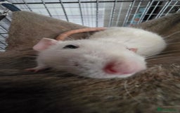 Rat rodents for sale: 4 male rats rehome ( can go with cage) - Image 4