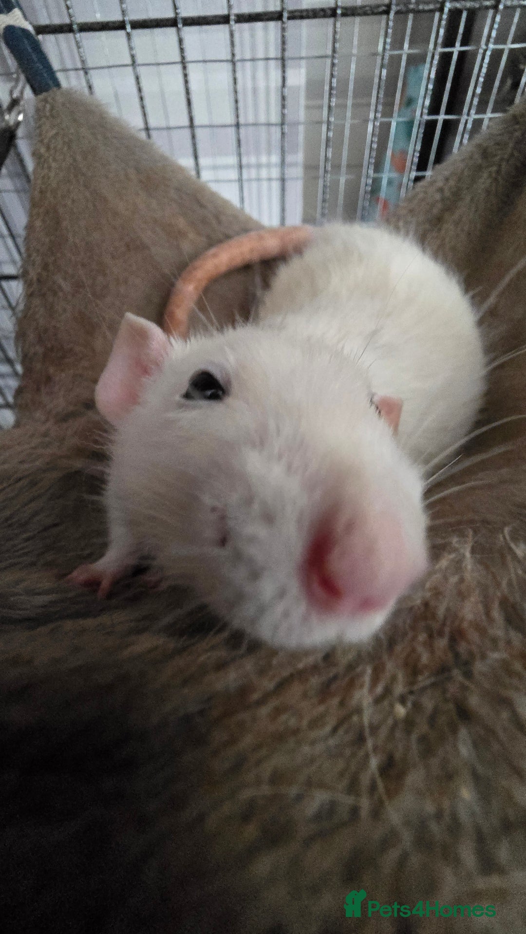 Rat rodents for sale: 4 male rats rehome ( can go with cage) - Image 4