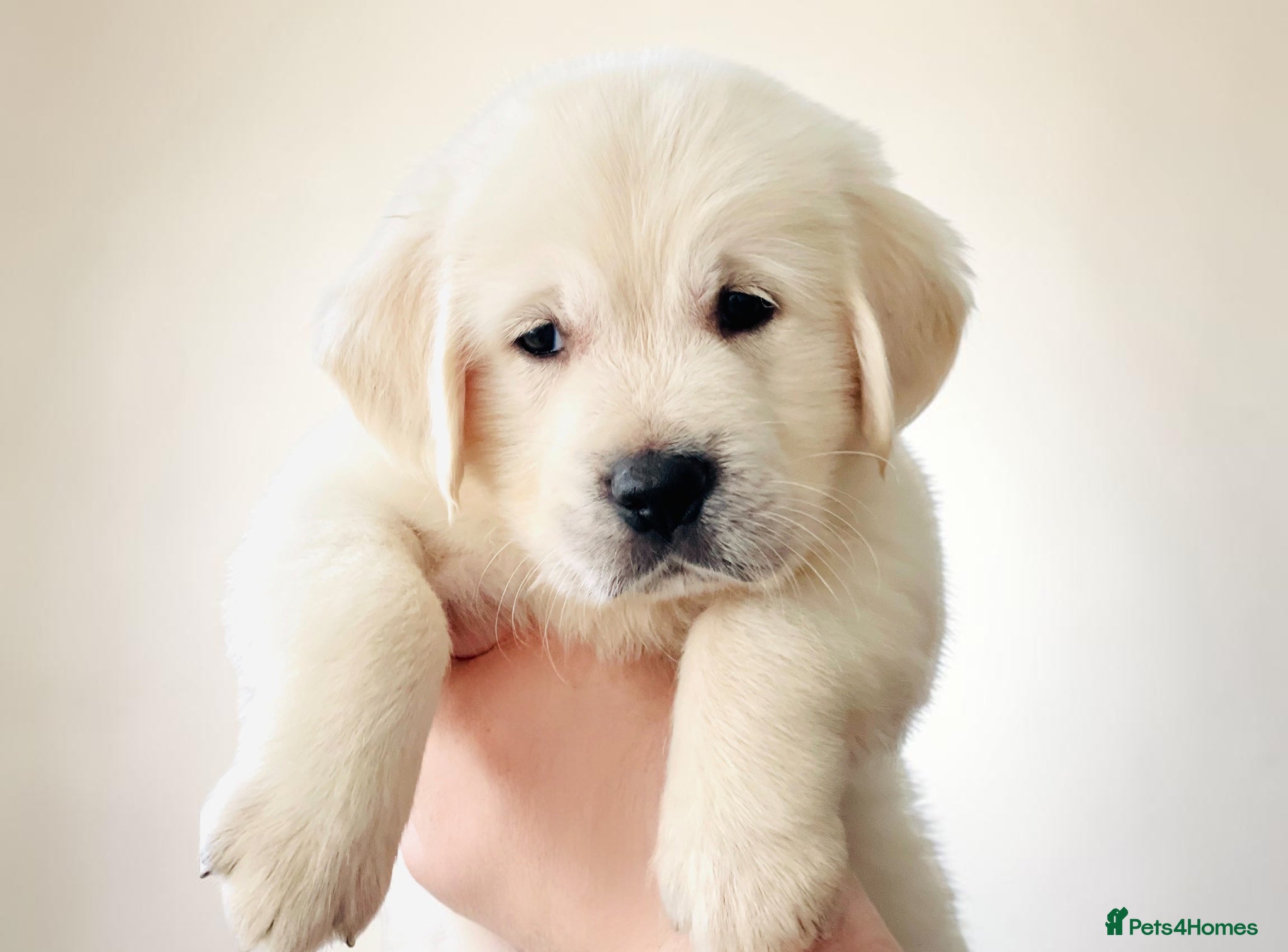 Golden Retriever dogs OLD ENGLISH CREAM ~ CHAMPION LINES ~ DNA TESTED  - Advert 1