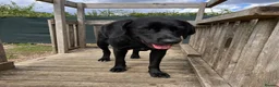 Mixed Breed dogs for adoption: Lonzo (Retriever mix) - Advert 8