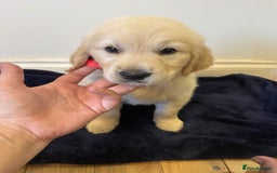 Golden Retriever dogs for sale: Perfect bundles of joy - Image 4