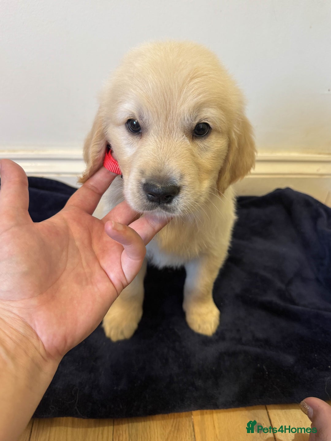 Golden Retriever dogs for sale: Perfect bundles of joy - Image 4