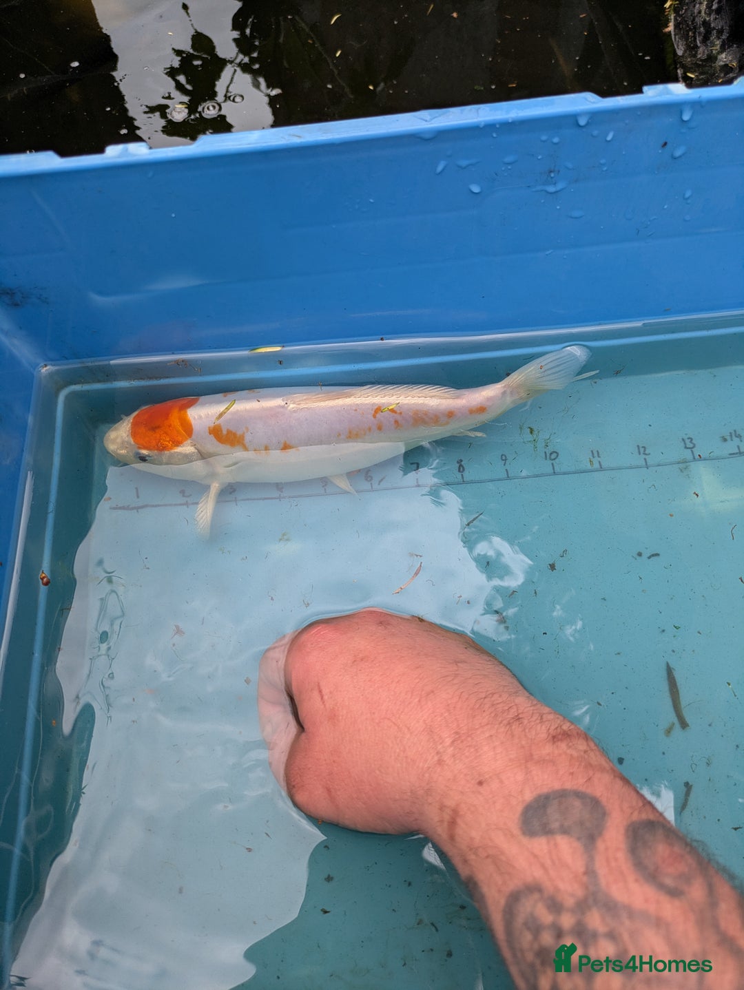 Koi Carp fish for sale: Tancho koi carp - Advert 3