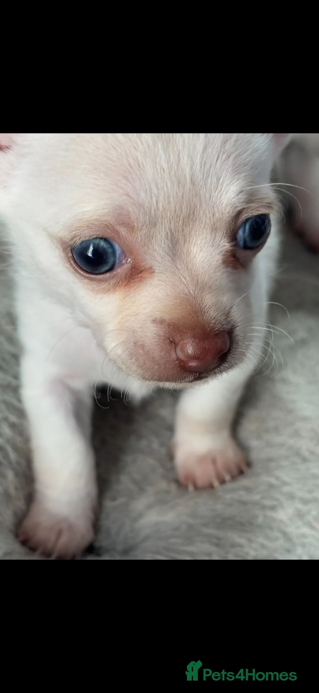 Chihuahua dogs for sale: 2 STUNNING WHITE BOYS READY NOW - Advert 2
