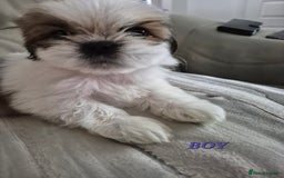 Shih Tzu dogs for sale: READY TO GO NOW Gorgeous Shih tzu puppies - Image 14