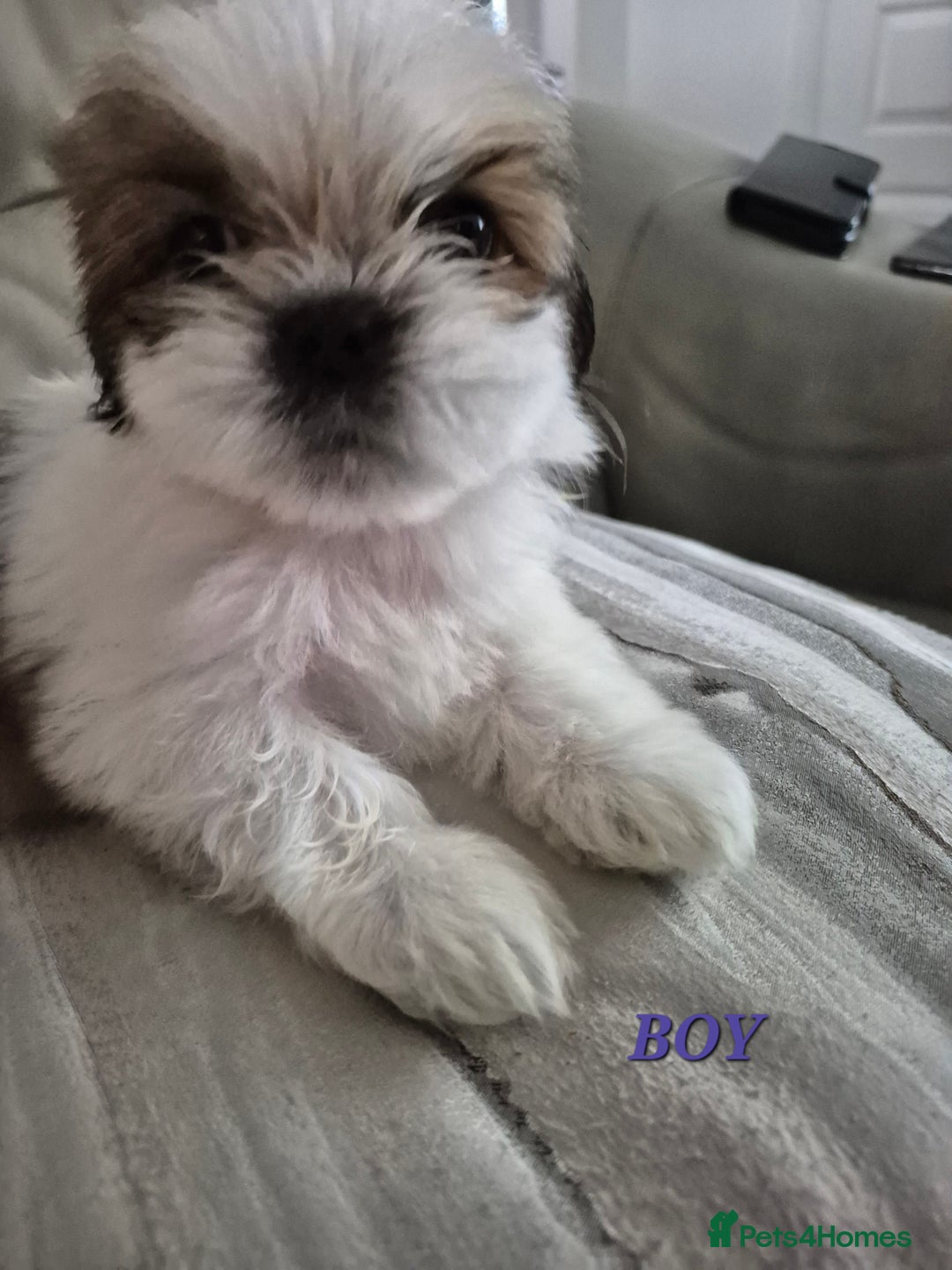 Shih Tzu dogs for sale: READY TO GO NOW Gorgeous Shih tzu puppies - Image 14