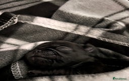 Pug dogs for sale: Puppies - Image 24