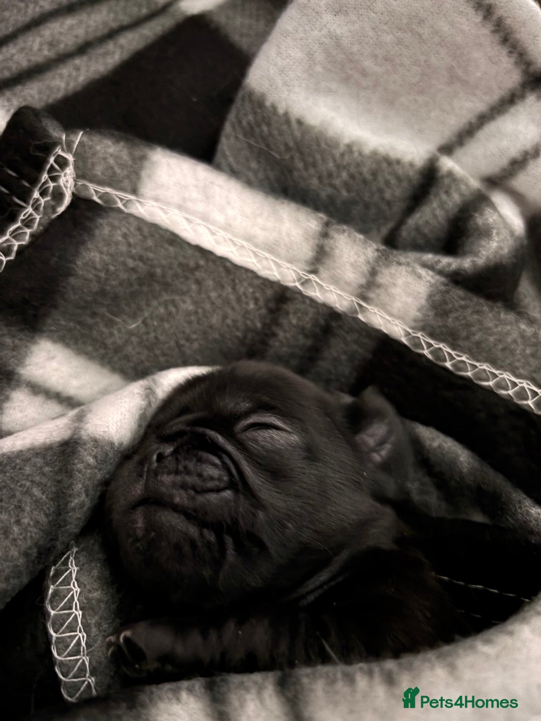 Pug dogs for sale: Puppies - Image 24