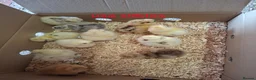 Chickens poultry for sale: Day old chicks, usa silkie, polish, pekin bantams - Advert 1