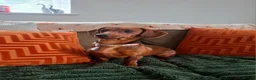 Dachshund dogs for sale: 9 month dachshund girl - Advert 1