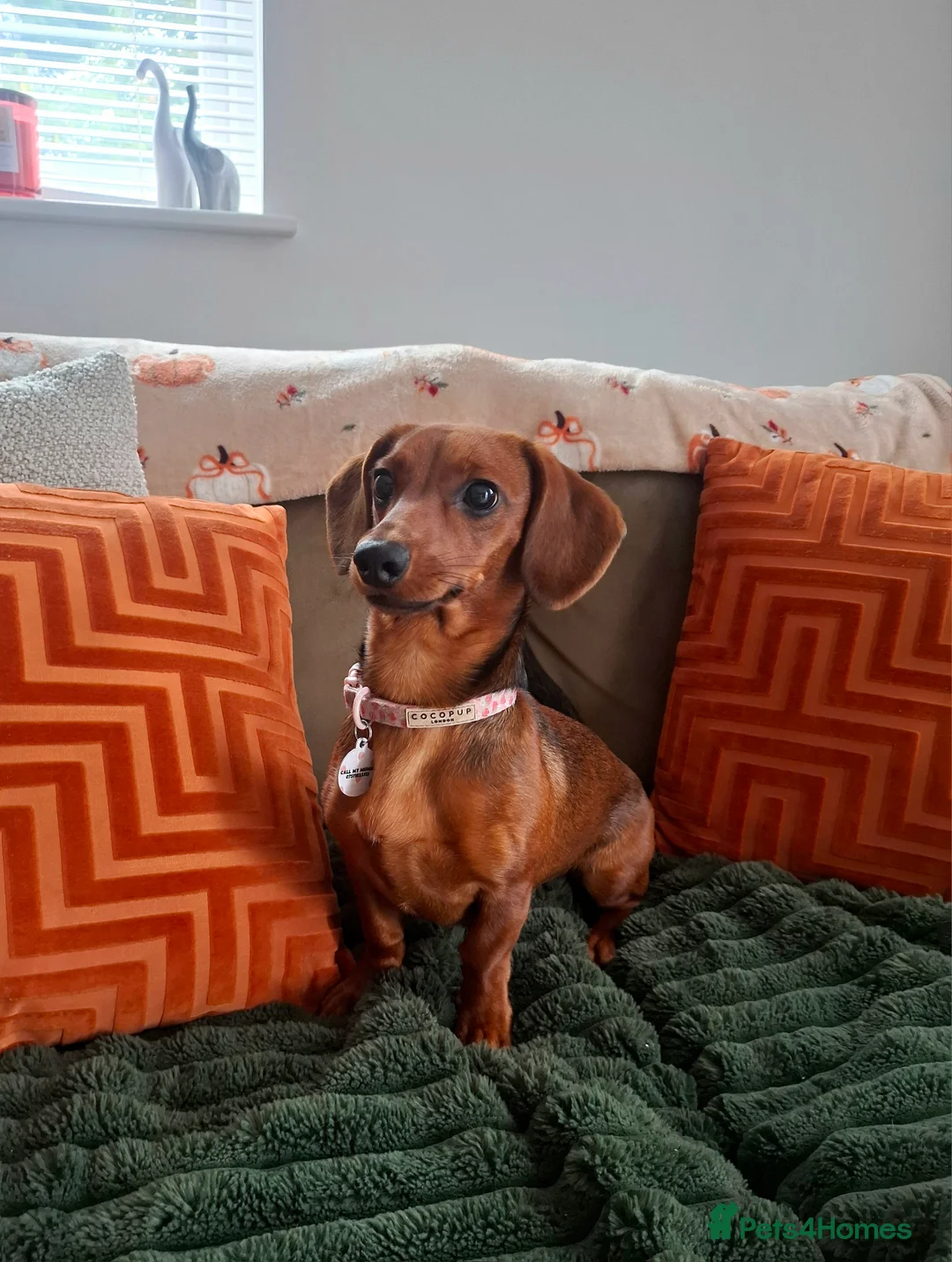 Dachshund dogs for sale: 9 month dachshund girl - Advert 1