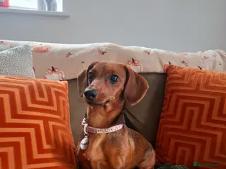 Dachshund dogs 9 month dachshund girl - Advert 1