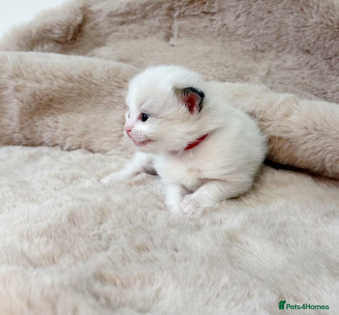 Ragdoll cats for sale: ✨ 4 Gorgeous Ragdoll Kittens ✨ - Advert 7