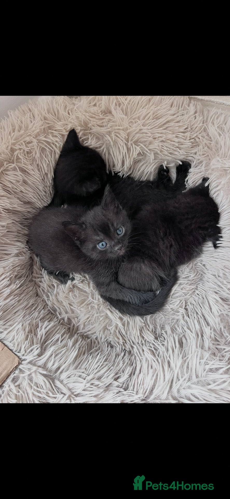 Domestic Shorthair cats Beautiful Kittens Looking For Forever Home - Advert 4