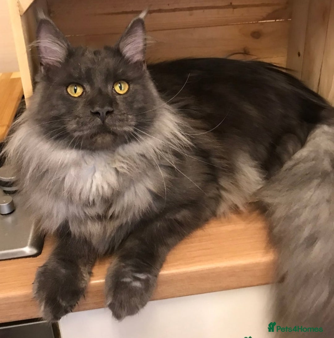 Maine Coon cats for sale: Gccf Maine Coon kittens  - Image 11
