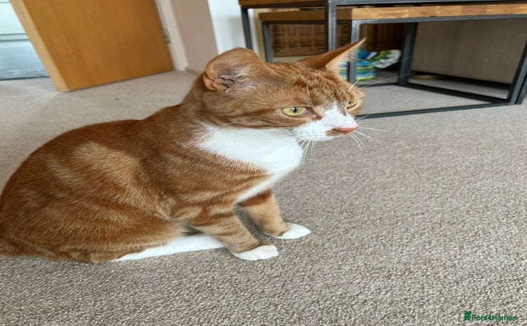 Mixed Breed cats - Advert 8