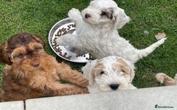 Miniature Poodle dogs for stud: HEALTH TESTED Kc Registered Miniature Poodle STUD in Doncaster - Image 28