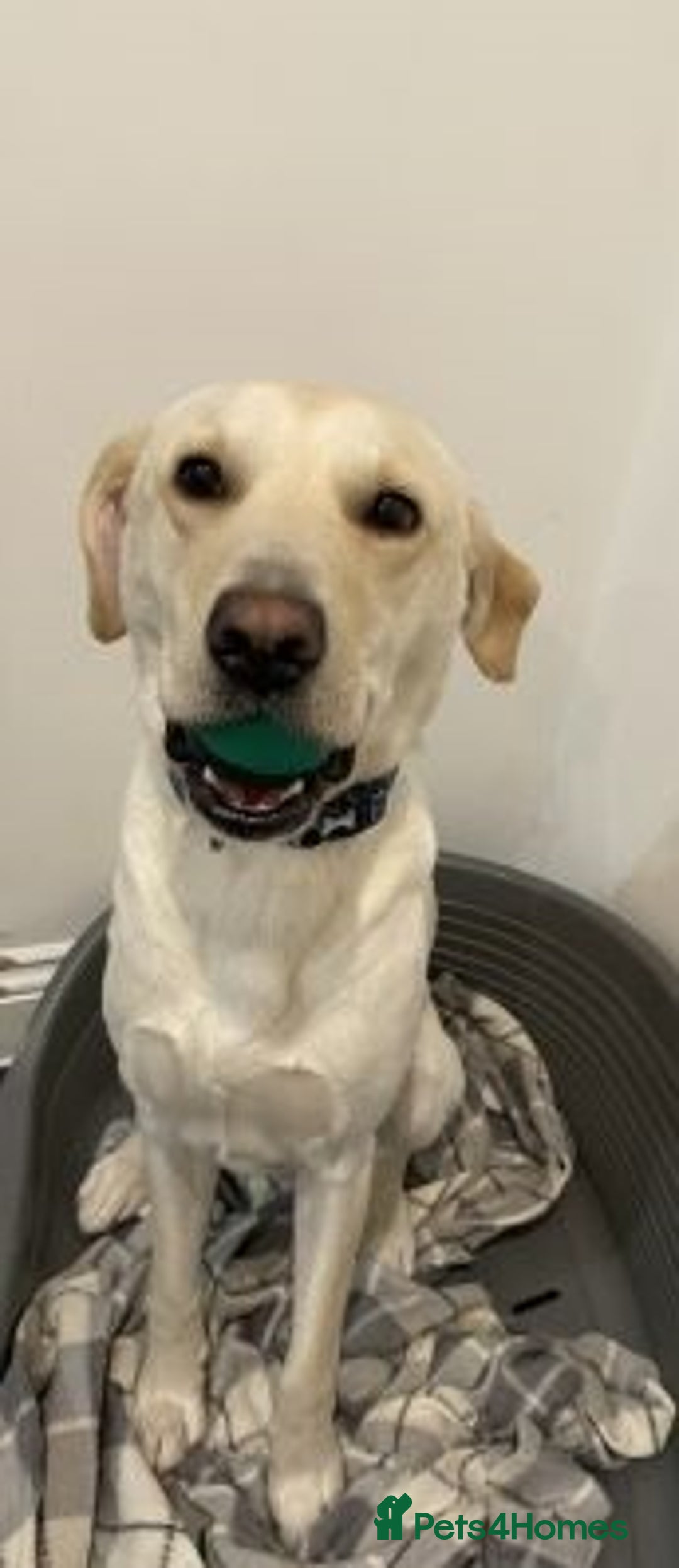 Labrador Retriever dogs for sale: Energetic Labrador retriever - Advert 2