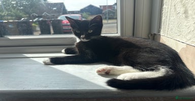 Domestic Shorthair cats - Advert 9