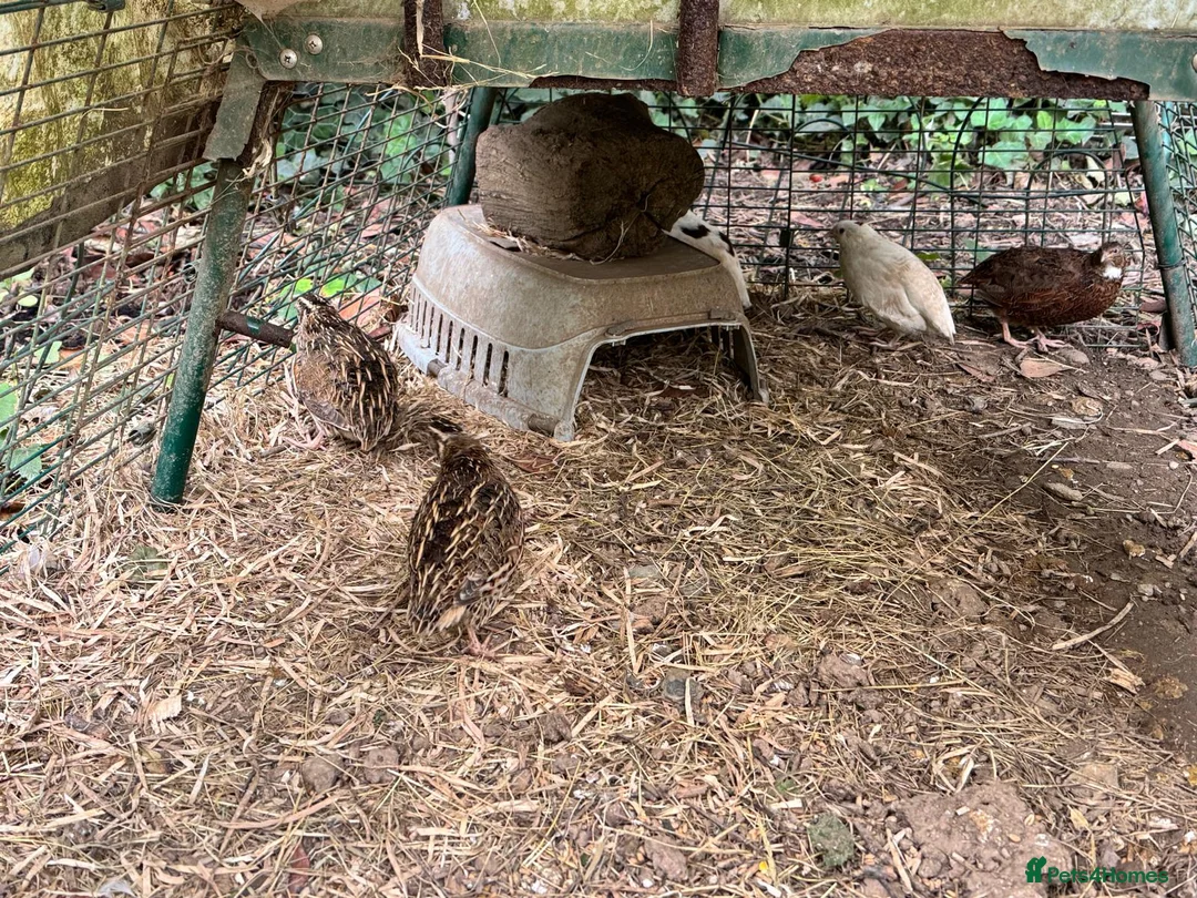 Quail poultry for sale: 5 quail .mixed sex in Brixham - Advert 2