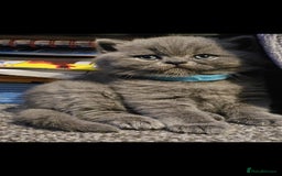 British Shorthair cats for sale: British Blues 🐻💙 - Image 1