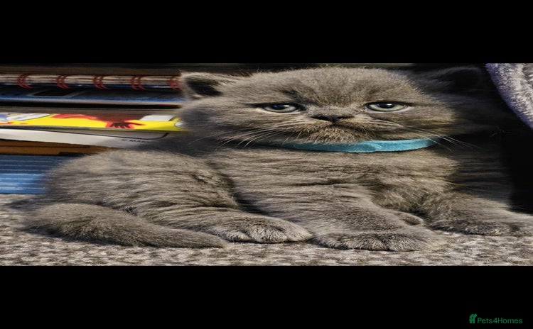 British Shorthair cats - Advert 13