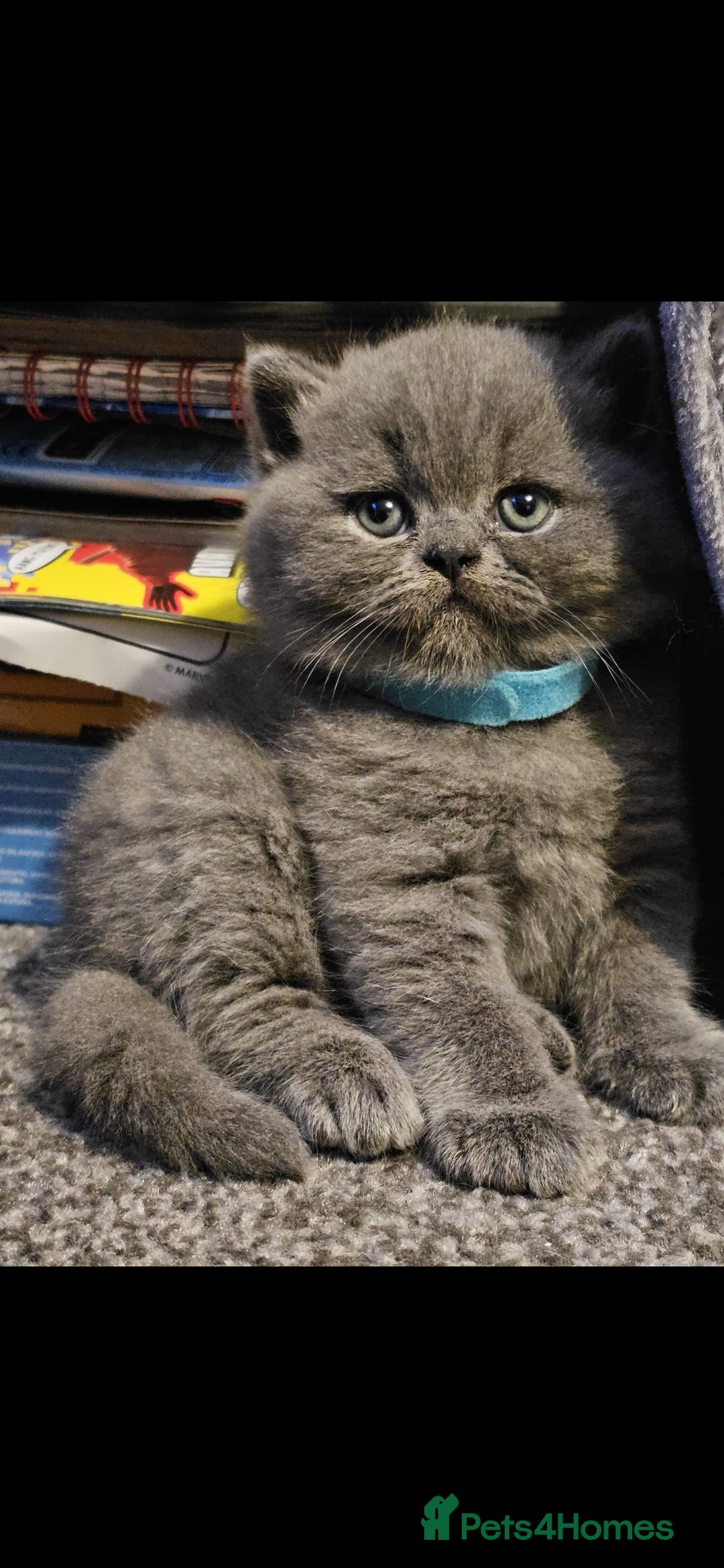 British Shorthair cats for sale: British Blues 🐻💙 - Image 1