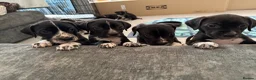 Mixed Breed dogs for sale: Cane Corso x Dalmatian puppies in Wantage - Advert 1