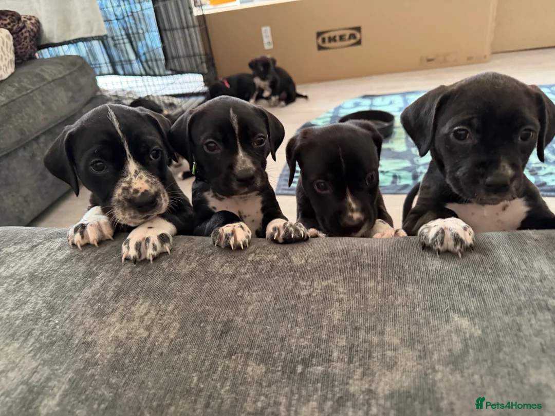 Mixed Breed dogs for sale: Cane Corso x Dalmatian puppies in Wantage - Advert 1