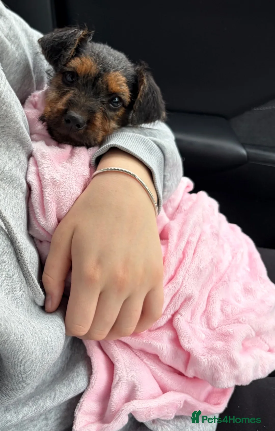 Lakeland Terrier dogs for sale: Lakeland terrier  - Advert 1