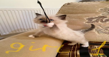 Ragdoll cats - Advert 2